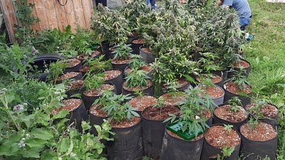 Челябинские полицейские обнаружили сад с наркосодержащими растениями