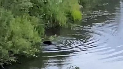 В Трехгорном бобер попал в объектив камеры очевидца