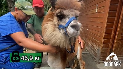 В Челябинском зоопарке взвесили оленят и альпака