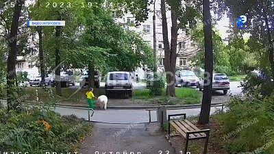Девочка из Миасса побила собаку на прогулке