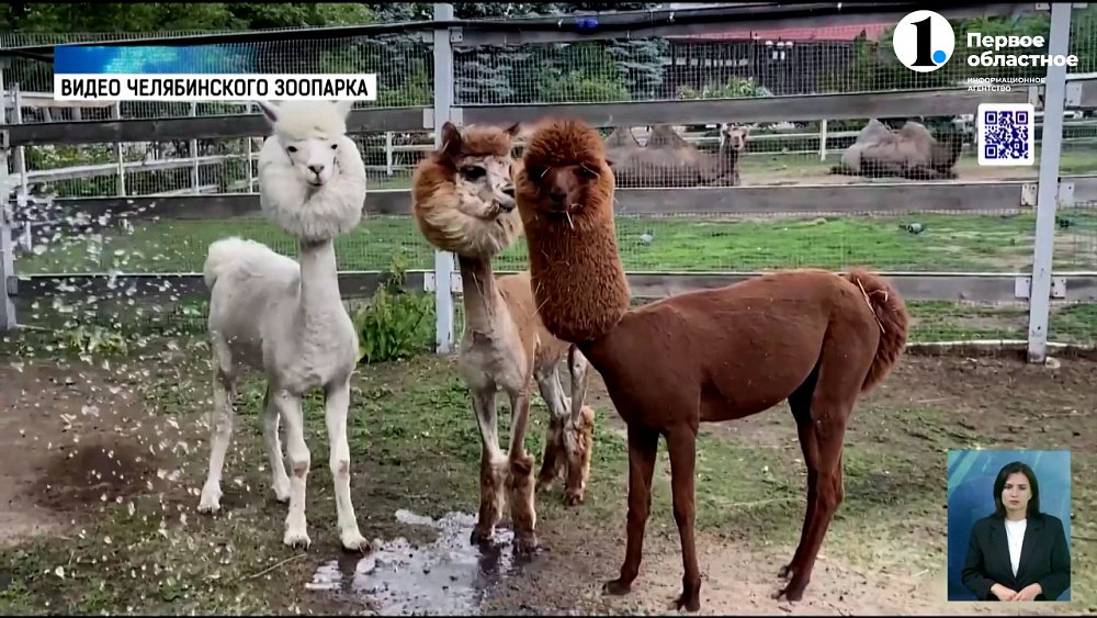 Испортить прическу бояться все женщины! Даже самки альпака