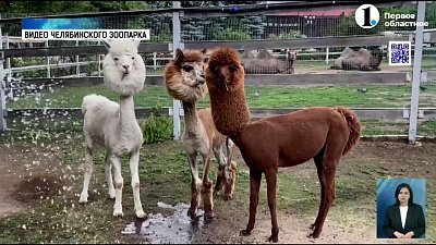 Испортить прическу бояться все женщины! Даже самки альпака