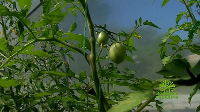 Как правильно пасынковать помидоры?