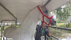 Под Челябинском открылась областная агровыставка «День поля — 2023»