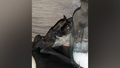 Челябинца разбудила летучая мышь в его квартире