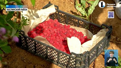 В Григорьевке бесплатно раздают ягоды