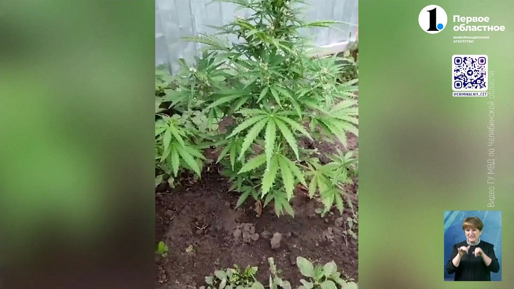 В Южноуральске задержали нелегальных садоводов