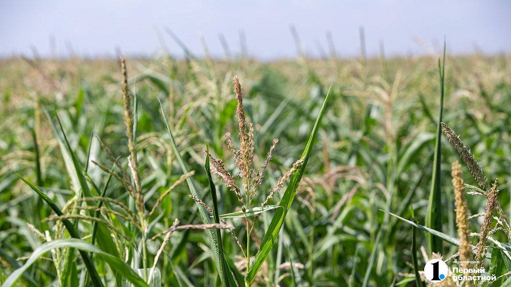 Что запрещено делать 24 июля, на Ольгу Страдницу