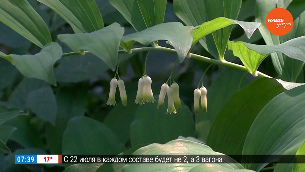 Чем украсить тенистый участок в саду в рубрике «Руки садовода»