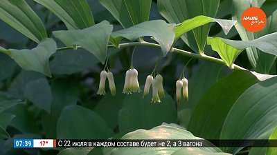 Чем украсить тенистый участок в саду в рубрике «Руки садовода»