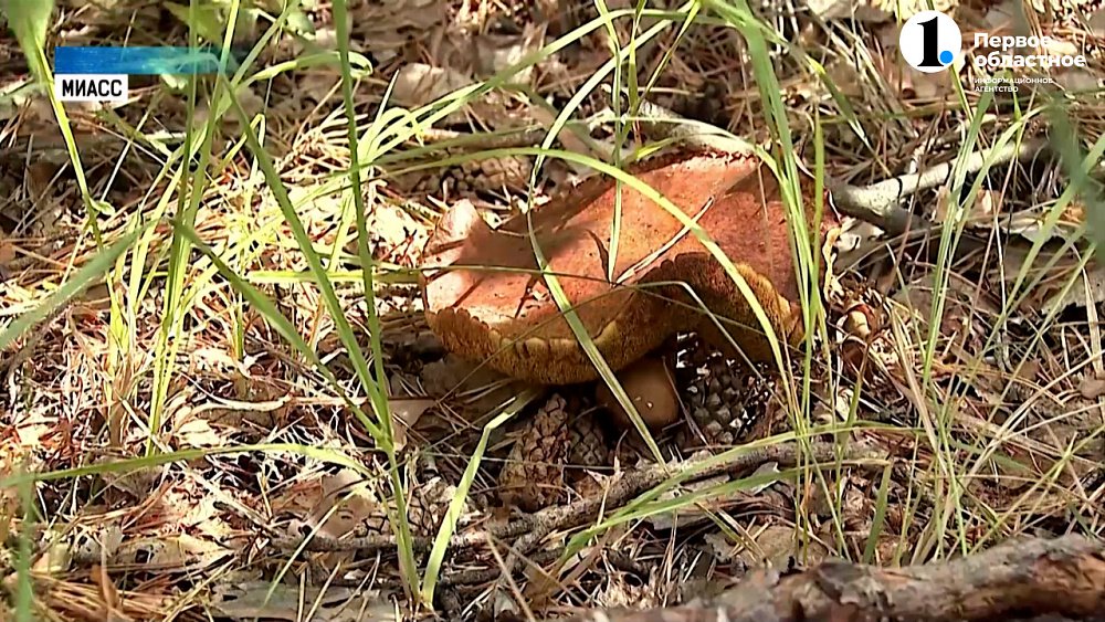 Жители региона жалуются на отсутствие грибов