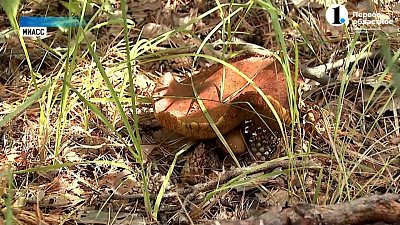 Жители региона жалуются на отсутствие грибов