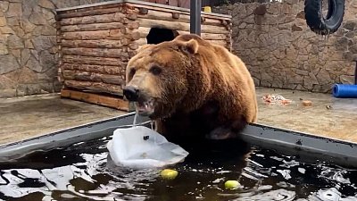 Медведи в Челябинском зоопарке получили сладкие подарки