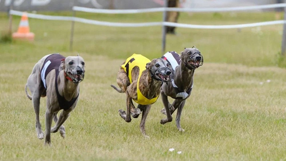 В Челябинской области борзые охотились на «Золотого зайца»