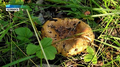 Жители Челябинской области заметили, что в лесах нет грибов