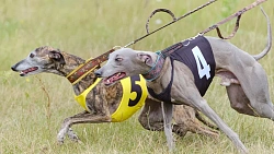 В Челябинской области борзые охотились на «Золотого зайца»