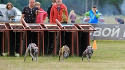В Челябинской области борзые охотились на «Золотого зайца»