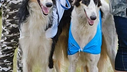 В Челябинской области борзые охотились на «Золотого зайца»