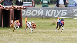 В Челябинской области борзые охотились на «Золотого зайца»