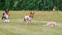 В Челябинской области борзые охотились на «Золотого зайца»