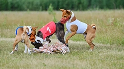 В Челябинской области борзые охотились на «Золотого зайца»