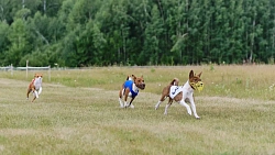 В Челябинской области борзые охотились на «Золотого зайца»