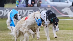 В Челябинской области борзые охотились на «Золотого зайца»