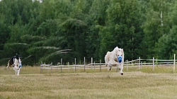 В Челябинской области борзые охотились на «Золотого зайца»