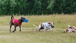 В Челябинской области борзые охотились на «Золотого зайца»