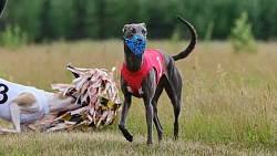 В Челябинской области борзые охотились на «Золотого зайца»