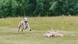 В Челябинской области борзые охотились на «Золотого зайца»