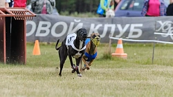 В Челябинской области борзые охотились на «Золотого зайца»