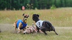 В Челябинской области борзые охотились на «Золотого зайца»