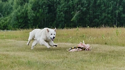 В Челябинской области борзые охотились на «Золотого зайца»