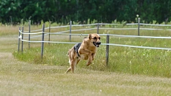 В Челябинской области борзые охотились на «Золотого зайца»