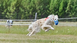 В Челябинской области борзые охотились на «Золотого зайца»
