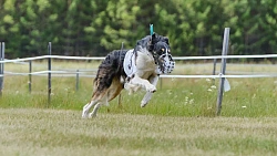 В Челябинской области борзые охотились на «Золотого зайца»