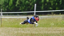 В Челябинской области борзые охотились на «Золотого зайца»