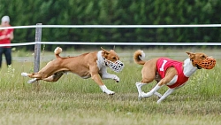 В Челябинской области борзые охотились на «Золотого зайца»