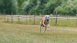 В Челябинской области борзые охотились на «Золотого зайца»