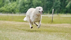 В Челябинской области борзые охотились на «Золотого зайца»