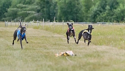 В Челябинской области борзые охотились на «Золотого зайца»