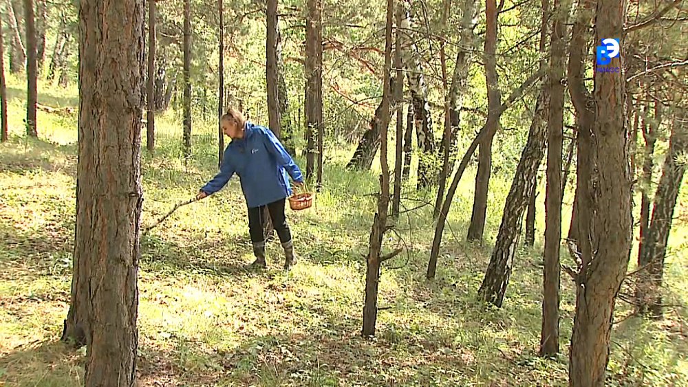 Грибной сезон можно считать открытым