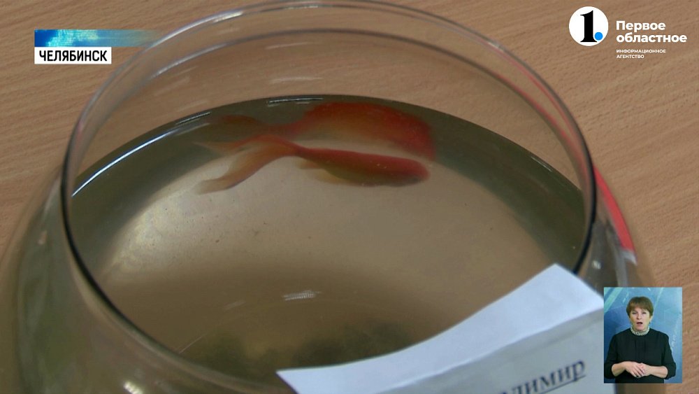 В ЧелГУ взяли в штат золотую рыбку