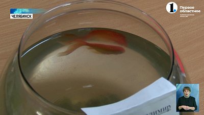 В ЧелГУ взяли в штат золотую рыбку