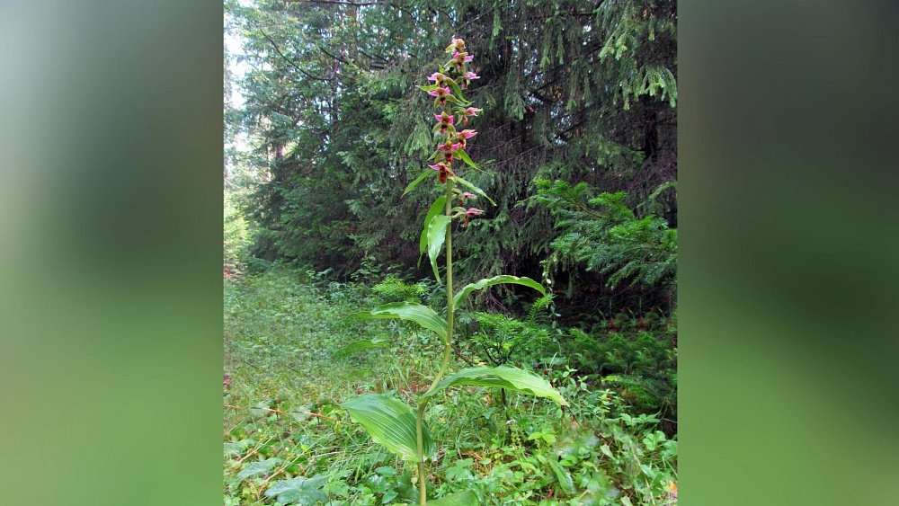 Одурманивающая насекомых орхидея распустилась в нацпарке «Таганай»