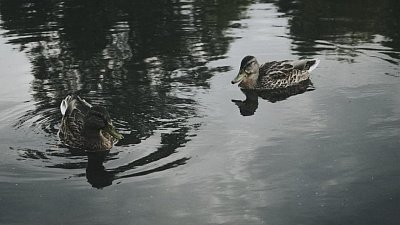 Кредиторы вернули 312 млн рублей покупателю «Утиных ферм» в селе Миасское