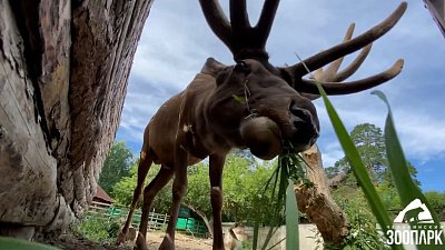 Олени в Челябинском зоопарке хвастаются отросшими рогами