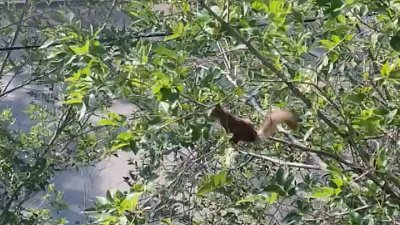 Белка на дереве возле жилого дома в Челябинске попала на видео