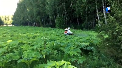 Опасное растение обнаружили в Челябинской области